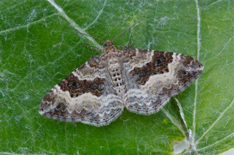 Common Carpet