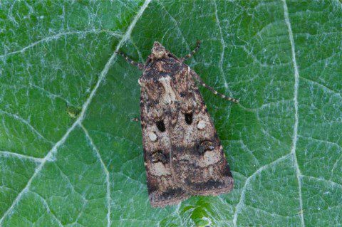Crescent Dart