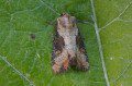 Double Lobed