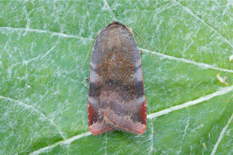 Lesser Broad-bordered Yellow Underwing