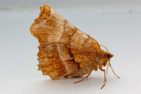 Lunar Thorn