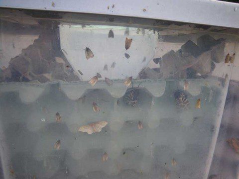 Box of Moths