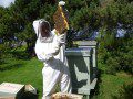 Checking for Queen Cells