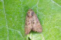Common Rustic