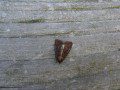 Common Rustic