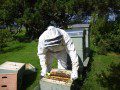 Hive Inspection