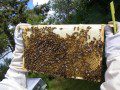 Honey Stores