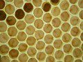 Larvae - Snug in their cells