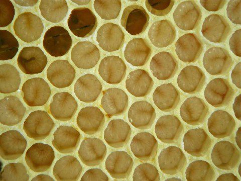 Larvae - Snug in their cells
