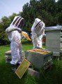 Hive Inspection