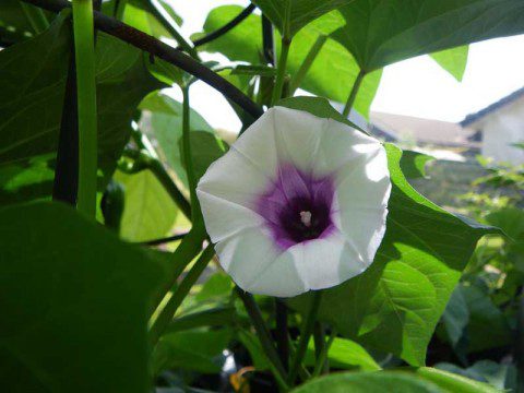 Sweet Potato Flower