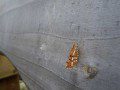 Bordered White