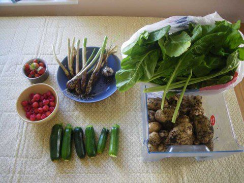 Food from the garden
