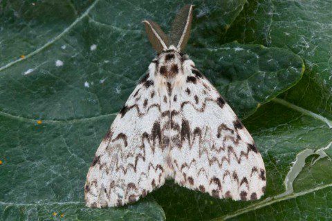 Black Arches