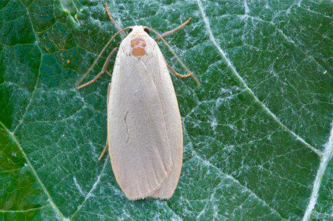 Dingy Footman