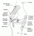 Knee Ligaments