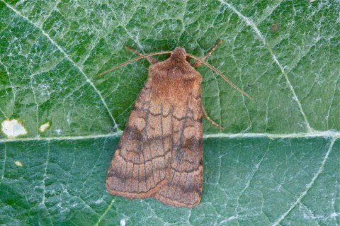Six Striped Rustic