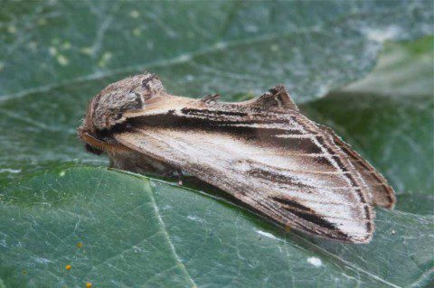 Swallow Prominent