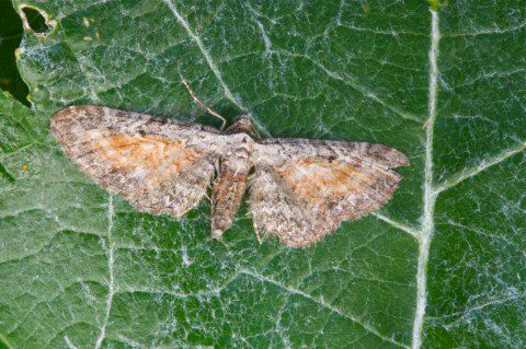 Tawny Speckled Pug