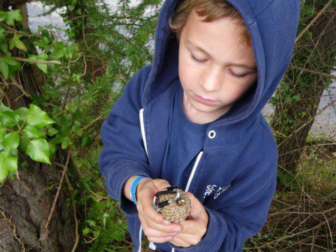 Pine Cone Cache