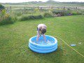 In the Pool