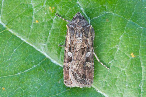 White-line Dart
