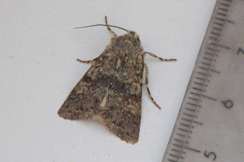 Black-banded Moth