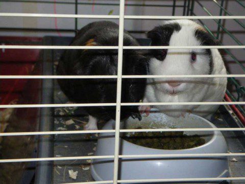 Squeak - (The fat white one) - RIP