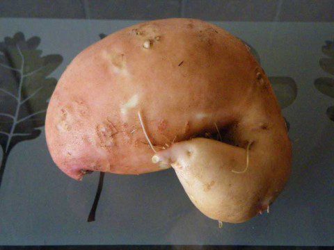 Yam / Sweet Potato Yam / Sweet Potato