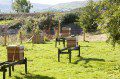 The apiary