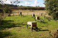 The apiary
