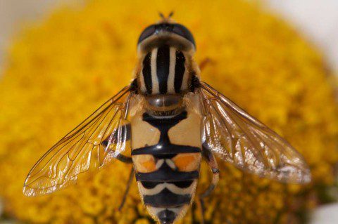 Hoverfly