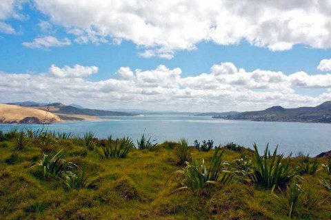 Opononi Estuary