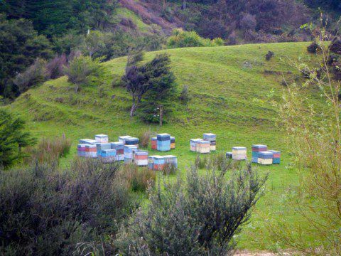 Beehives
