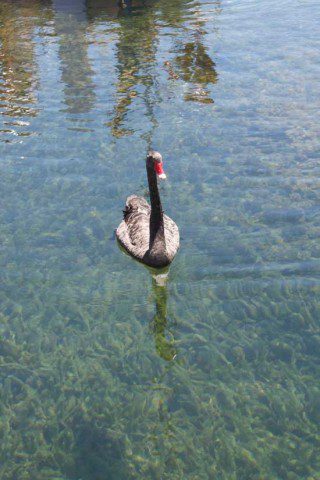 Black Swan on Lake Taupo