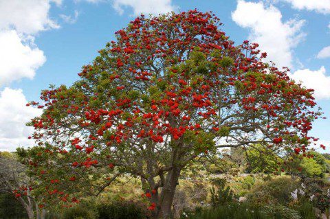 Tree in blossom