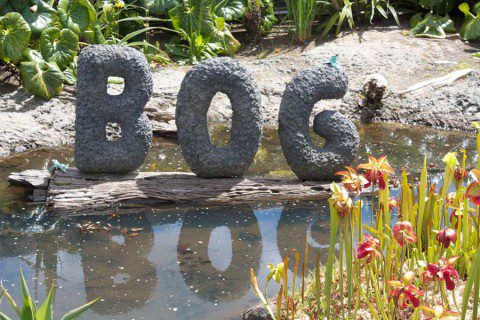 Bog Garden