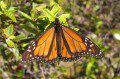 Monarch Butterfly