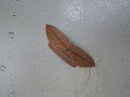 Cabbage Tree Moth