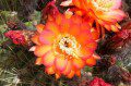 Cactus Flower