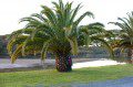 Cycad