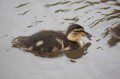 Duckling