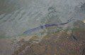Eel
