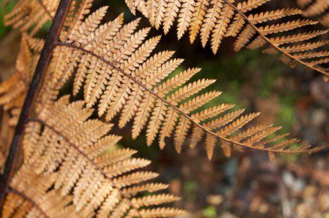 Fern Fern