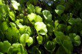 Kidney Fern