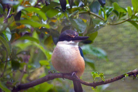 New Zealand Kingfisher New Zealand Kingfisher