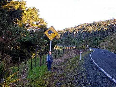Kiwi Sign