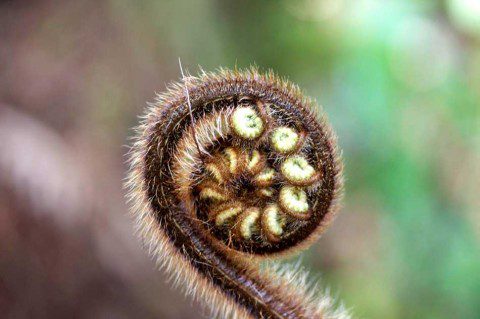 Koru Koru