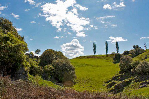Waitomo Landscape Waitomo Landscape