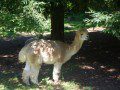 Llama